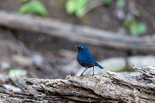 生活于潮湿森林中稠密矮竹丛集下的蓝短翅鸫鸟
