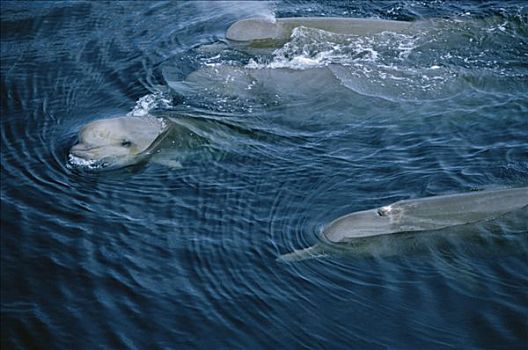 宽吻海豚,鲸,好奇,幼兽,表面,家族,群,新斯科舍省
