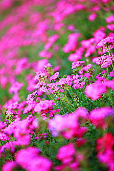 粉色花丛