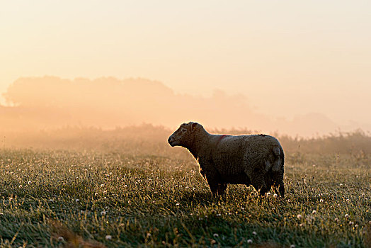 家羊,绵羊,雾气,早晨,气氛,北方,石荷州,德国,欧洲