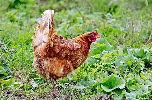 鸡,褐色,背景,草