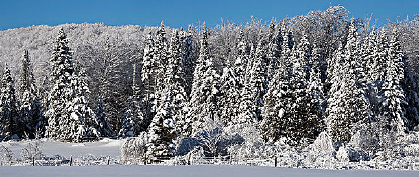 冬季风景,魁北克,加拿大