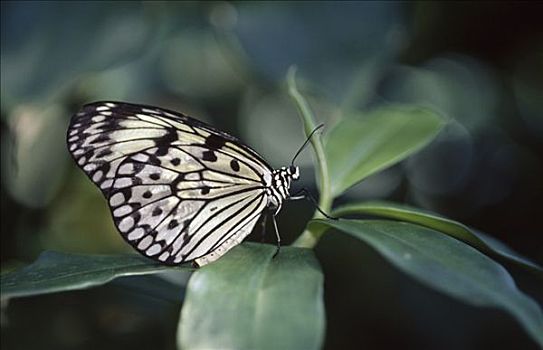 大帛斑蝶,叶子