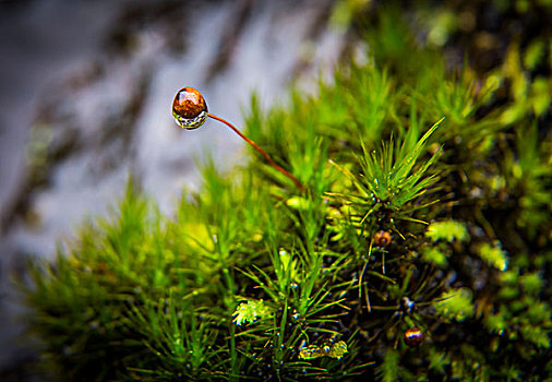 苔藓植物微距生态植被