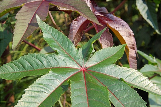 油,植物