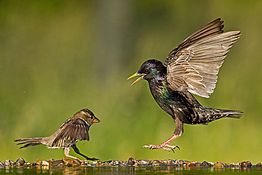 两个,普通,八哥,紫翅椋鸟