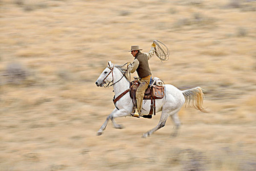 动感,牛仔,骑马,拿着,套索,驰骋,荒野,落基山脉,怀俄明,美国