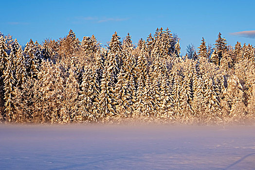 雪,树林,边缘,早晨,亮光,上巴伐利亚,巴伐利亚,德国,欧洲