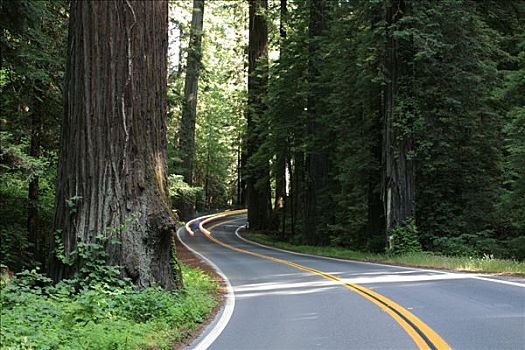 巨树之道,景色,旁路,高,红杉,北美红杉,加利福尼亚,美国