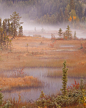 湿地,秋天,罗布森山省立公园,不列颠哥伦比亚省,加拿大