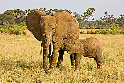 非洲,肯尼亚,大象,女性,幼小