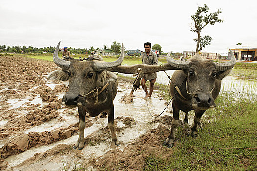 牛,耕作,稻田,柬埔寨