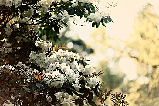 盛开,杜鹃花属植物,植物园