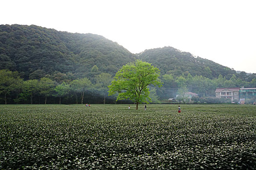 茶山