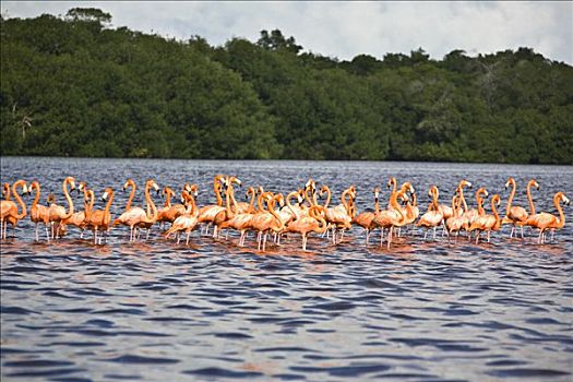 成群,鸟,水中,尤卡坦半岛,墨西哥