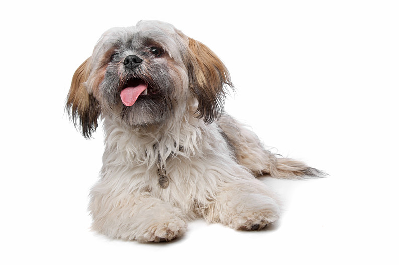 西施犬图片 西施犬图片大全 西施犬背景图片 天空素材站