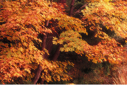 秋叶,温哥华,不列颠哥伦比亚省,加拿大