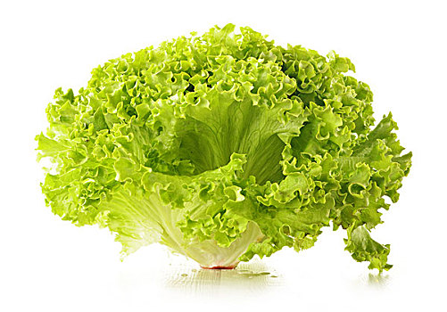 绿叶青菜图片_绿叶青菜图片大全_绿叶青菜图片素材