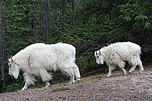 石山羊,雪羊,保姆,一岁,碧玉国家公园,艾伯塔省,加拿大