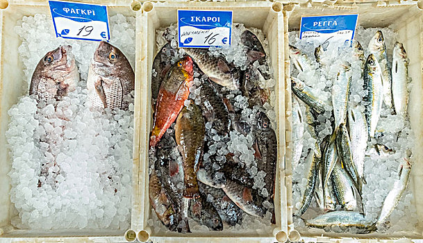 可食,鱼肉,出售,海鲷,青鱼,冰,克里特岛,希腊,欧洲