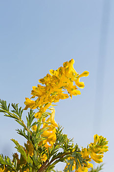 成串的金黄色野花,黄堇