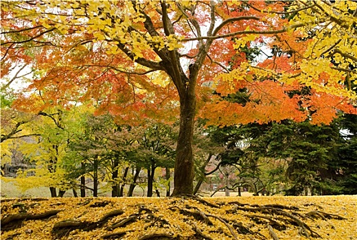 鸡爪枫,树,秋天