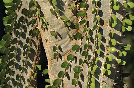 马达加斯加,墨西哥刺木,展示,嫩叶,南