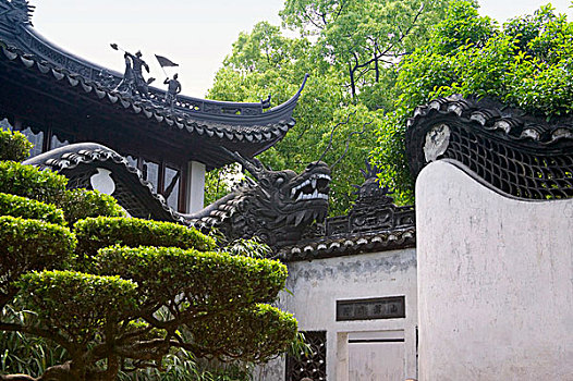 传统,中式花园,开花,石头,植物,树,龙,墙壁,豫园,上海,中国