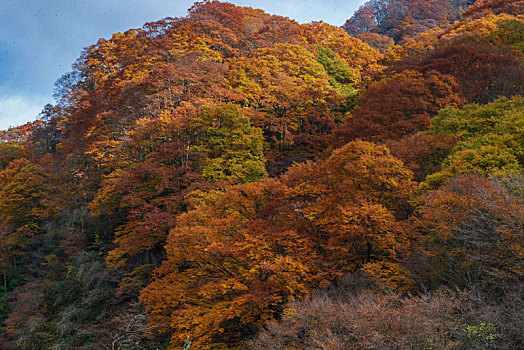 光雾山红叶