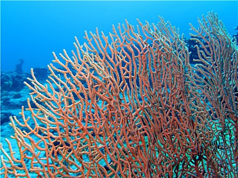 珊瑚礁,漂亮,柳珊瑚目,仰视,热带,海洋,蓝色背景,水,背景