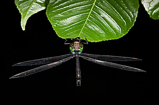 蜻蜓,蜒科,国家公园,亚马逊雨林,厄瓜多尔,南美
