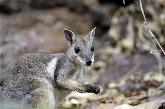 小袋鼠,国家公园,领土,澳大利亚