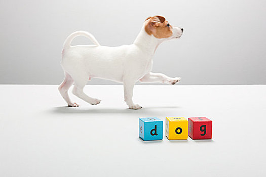 杰克罗素狗,小狗,积木,拼写,狗