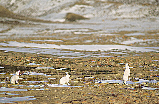 成年,北极兔,兔属,北方,艾利斯摩尔岛