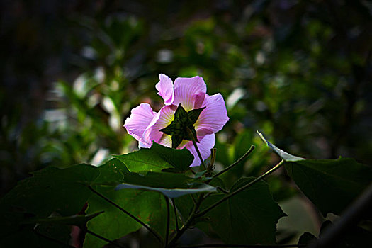 美丽的芙蓉花,木芙蓉,拒霜花,木莲,地芙蓉,华木