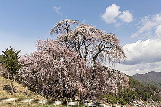 樱花,城堡,场所,日本