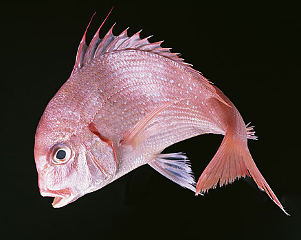 红海,铜盆鱼