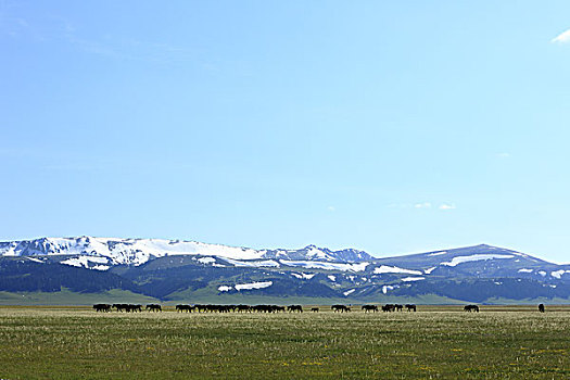新疆草原上的马群