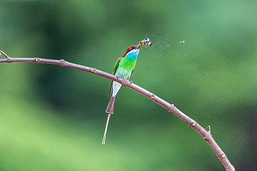 一只蓝喉蜂虎鸟站立在枝头捕食蜜蜂蝴蝶等昆虫