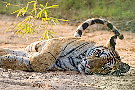 孟加拉虎,虎,休息,班德哈维夫国家公园,印度