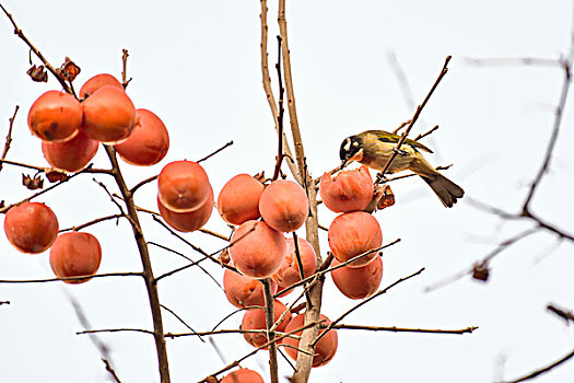 小鸟吃柿子