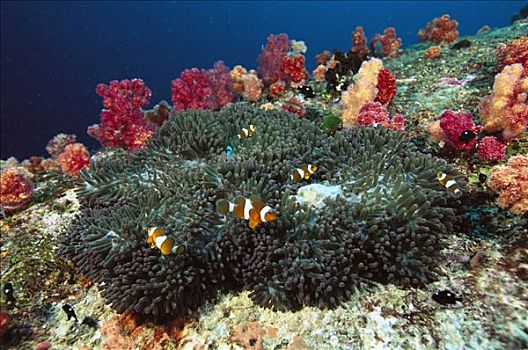 眼斑海葵鱼,海葵,温暖,水,温度,蓝碧海峡,印度尼西亚
