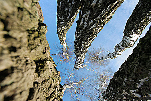 桦树,蓝天,海德,自然保护区,科隆,北莱茵-威斯特伐利亚,德国,欧洲