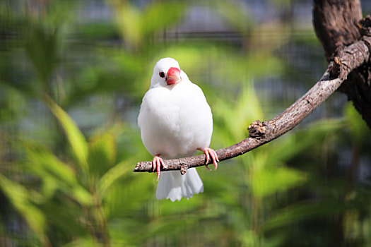 北京动物园白文鸟
