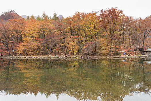 秋季阴天下本溪池塘枫树林
