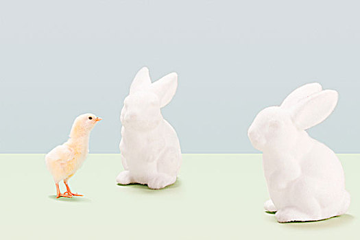 幼禽,看,陶瓷,兔子,棚拍