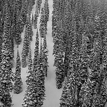 树林,冬天,惠斯勒,不列颠哥伦比亚省,加拿大