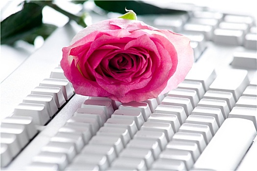 玫瑰,键盘
