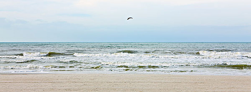 海鸥,飞跃,海滩