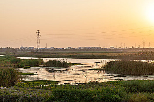 夕阳下的沼泽